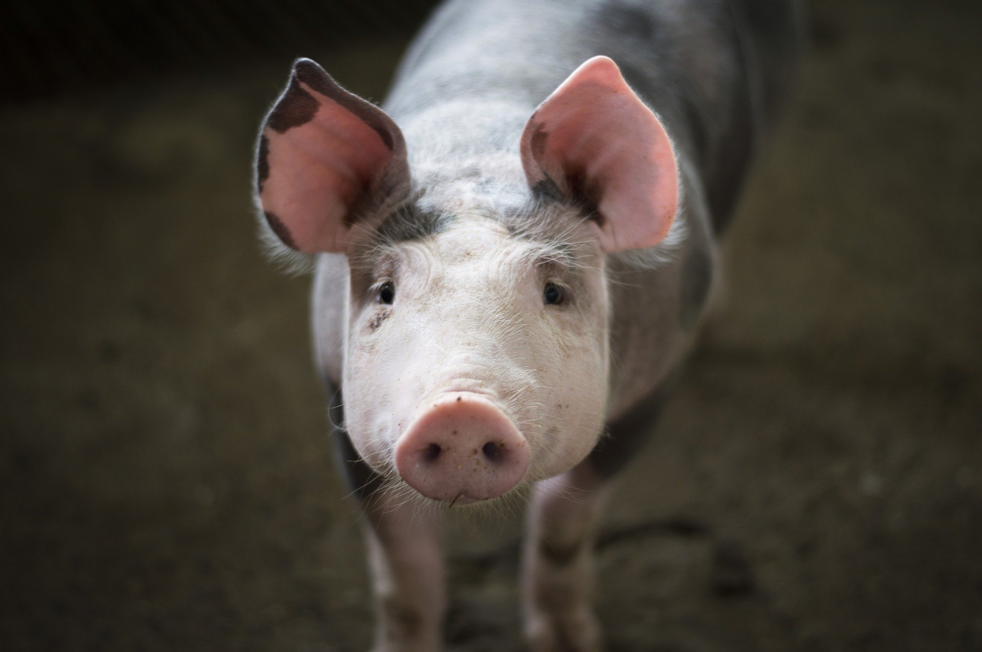 Petit cochon - Porcin - Porc - Mignion - vente à la ferme cochon - Ferme mayenne - Chailland