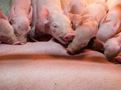 Élevage porcin- Petit cochon vente à la ferme - porcelet - viande de porc