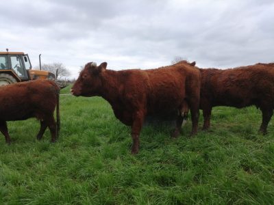 Vache champs chailland - tracteur - herbe -pâturage - foin - Ernée - Mayenne