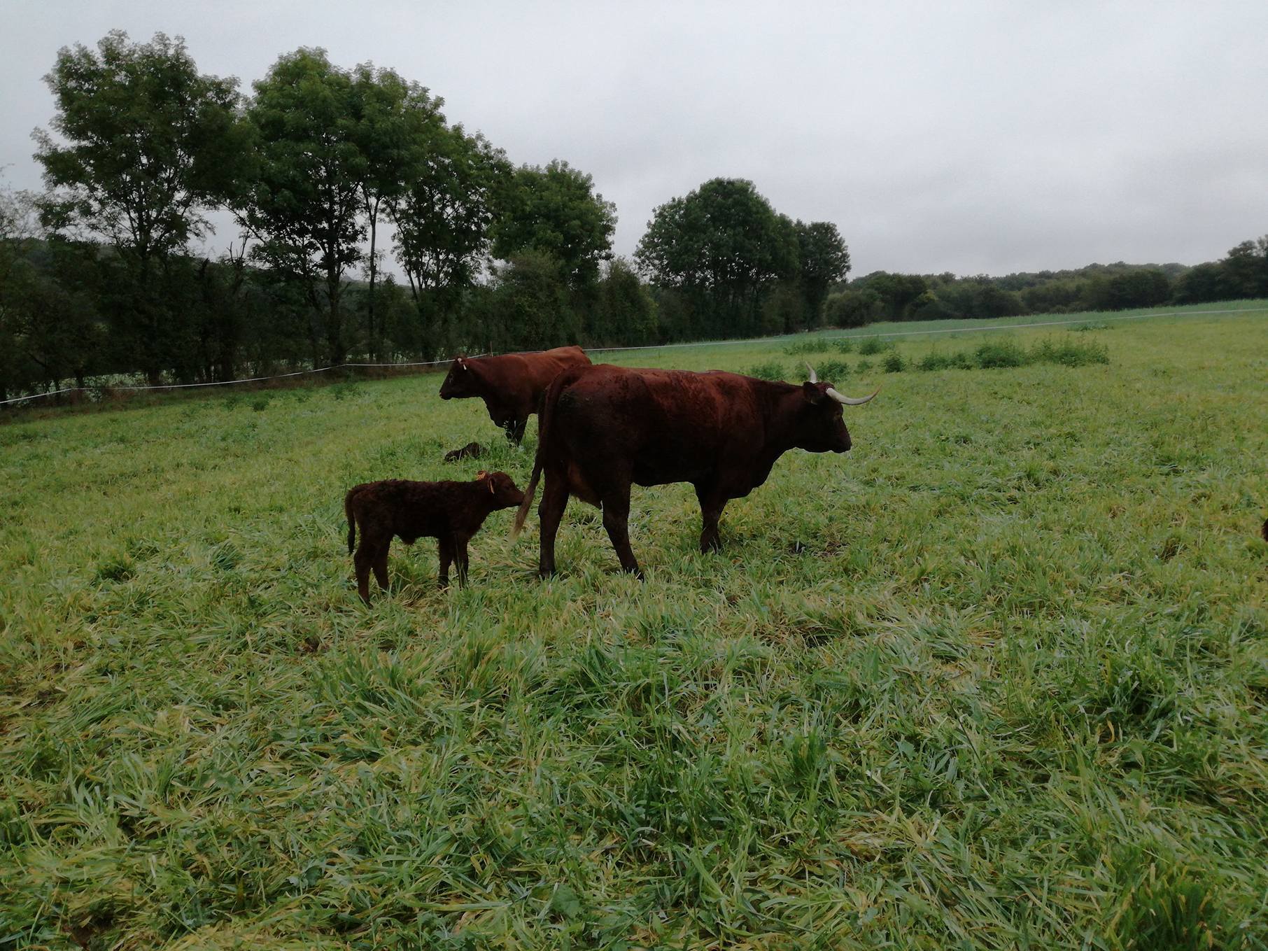 Vache avec petit veau dans champs en mayenne