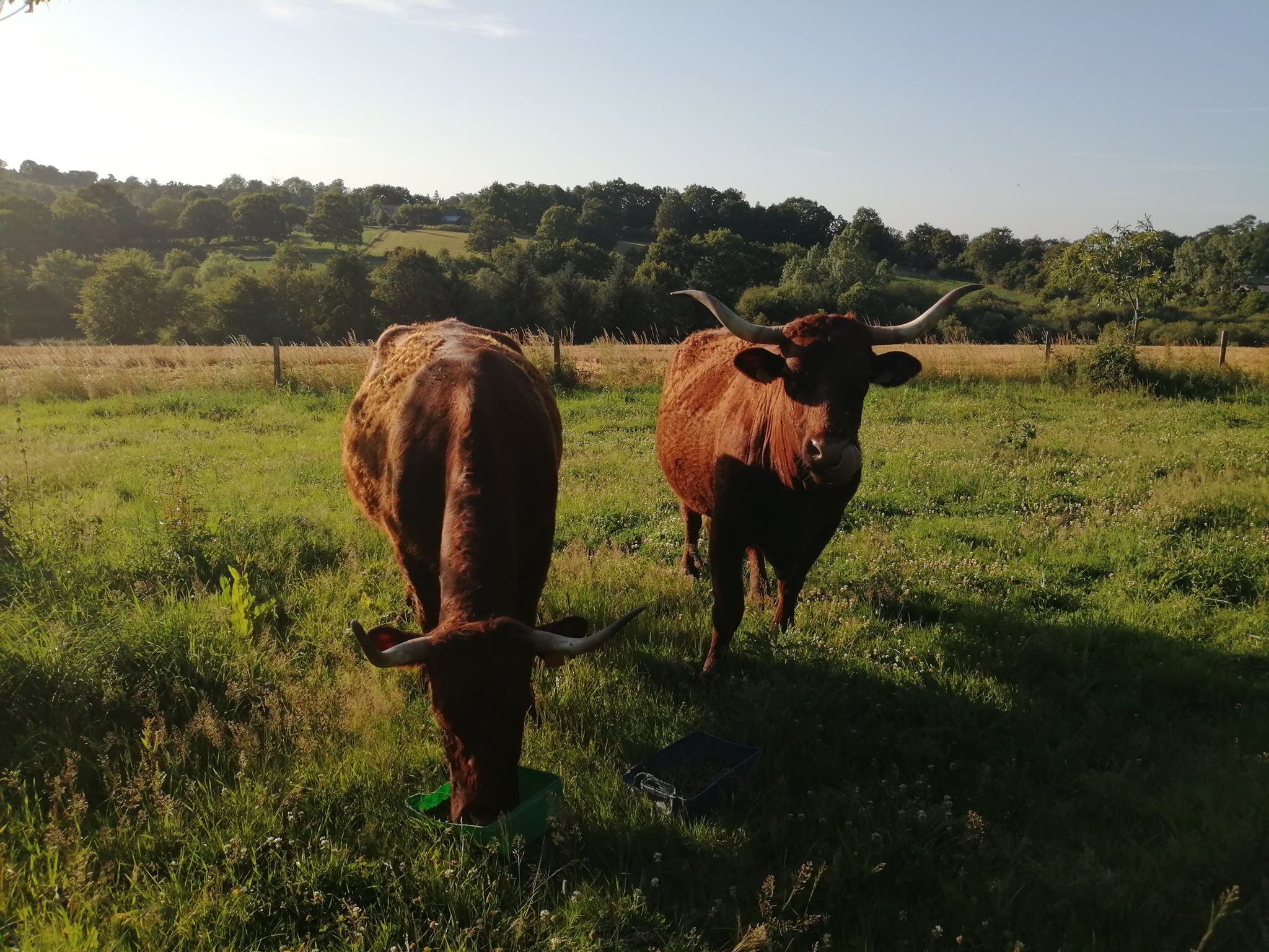 Vache Salers - champs - corne de vache chaillandaise