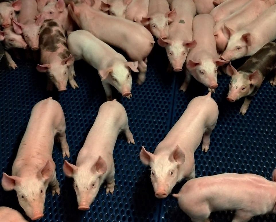 Petit cochon vente à la ferme - porcelet - viande de porc